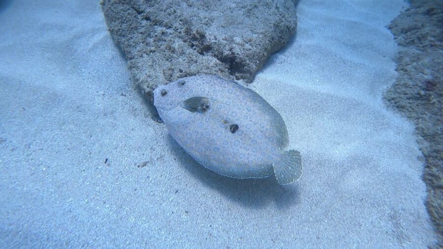 Oahu: Beginner SCUBA Dive at Electric Beach - What Makes This Experience Stand Out