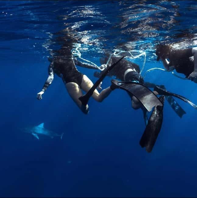 Oahu: Cageless Shark Dive Adventure