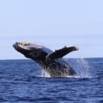 Oahu: Dolphin Swim and Turtle Snorkel Excursion in Waianae - Marine Encounters: Dolphins, Whales, and Turtles