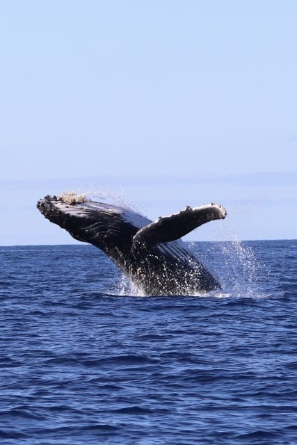 Oahu: Dolphin Swim and Turtle Snorkel Excursion in Waianae - Marine Encounters: Dolphins, Whales, and Turtles