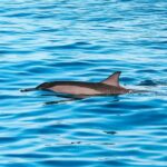 Oahu Dolphin Watch, Turtle Snorkel, Waterslide Activities - Exploring the Experience: What It’s Really Like