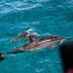 Oahu Dolphin Watch with Turtle Snorkel & Water Slide - Why This Tour Works Well