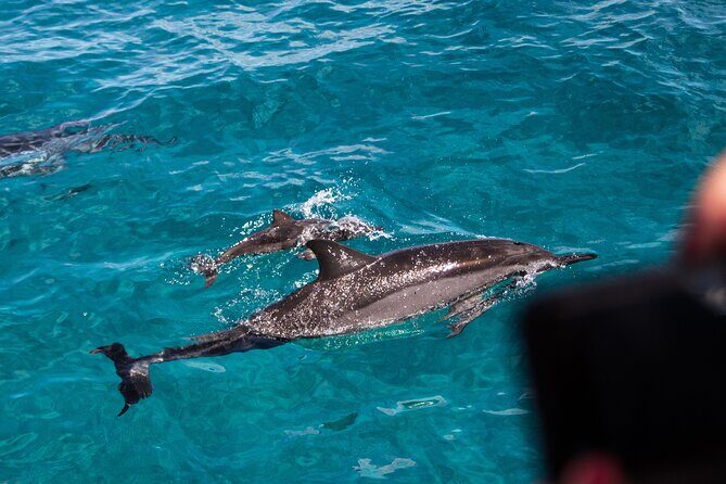 Oahu Dolphin Watch with Turtle Snorkel & Water Slide - Why This Tour Works Well