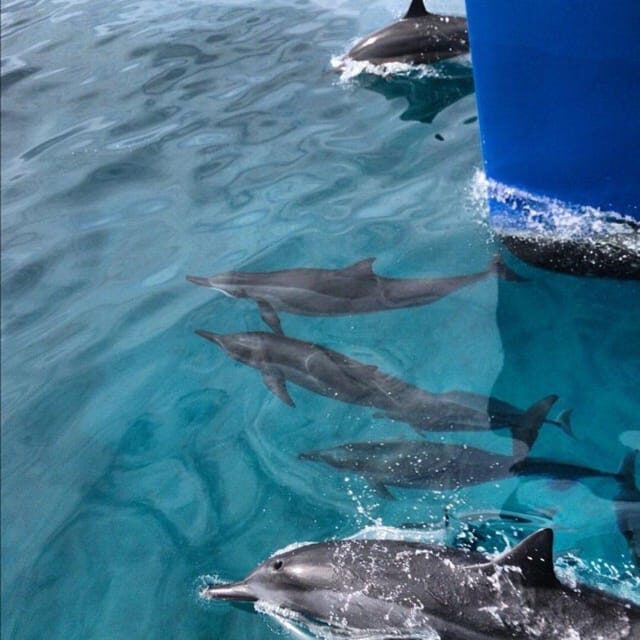 Oahu Hawaii: Honolulu Sailing Tour - Who Will Love This Tour?