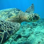 Oahu: Honolulu Turtle Canyon Snorkeling Tour - Why We Think This Tour is Worth It