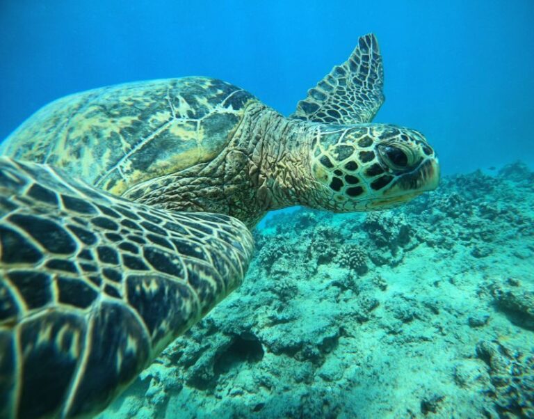 Oahu: Honolulu Turtle Canyon Snorkeling Tour - Why We Think This Tour is Worth It