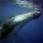 Oahu: Honolulu Whale Watching Cruise - What to Expect on the Honolulu Whale Watching Cruise