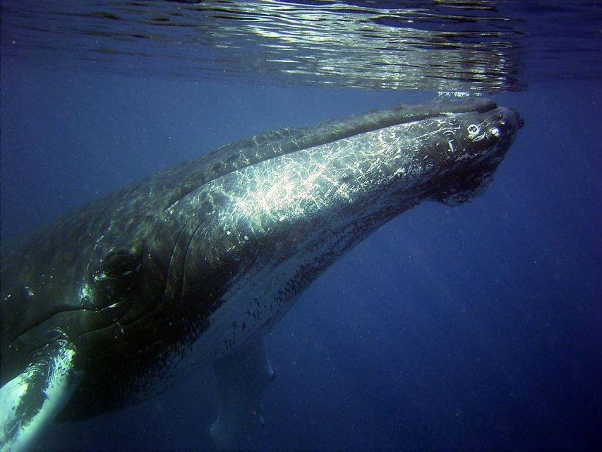 Oahu: Honolulu Whale Watching Cruise - What to Expect on the Honolulu Whale Watching Cruise