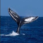 Oahu: Humpback Whale Watching Tour - Who Is This Tour Best For?