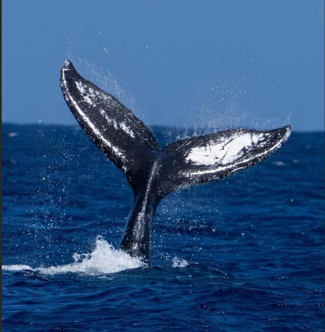 Oahu: Humpback Whale Watching Tour - Who Is This Tour Best For?
