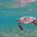 Oahu: Kailua Guided Kayak Excursion with Lunch - Detailed Review: Exploring Hawaiis Coast with Purpose and Panache