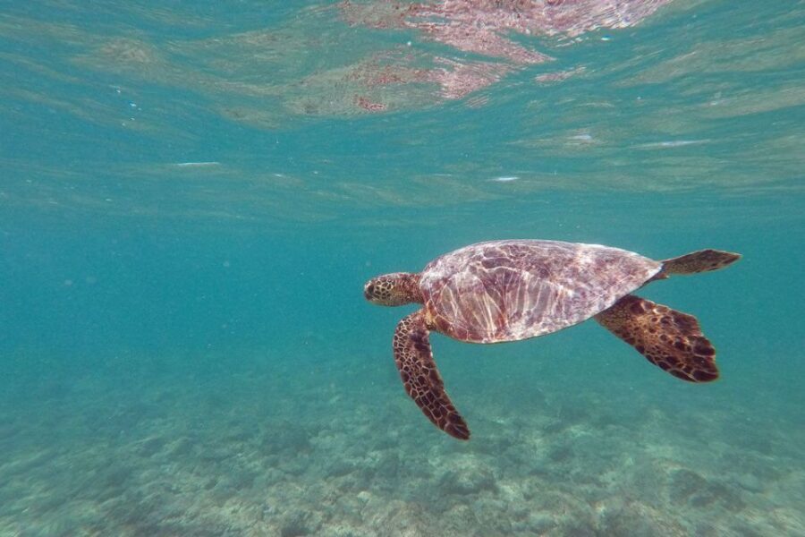 Oahu: Kailua Guided Kayak Excursion with Lunch - Detailed Review: Exploring Hawaiis Coast with Purpose and Panache