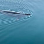 Oahu: Luxury Day Sailboat Charter - FAQ