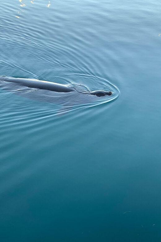 Oahu: Luxury Day Sailboat Charter - FAQ