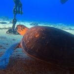 Oahu Night Dive: Adventure for Certified Divers - The Sum Up