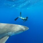 Oahu: North Shore Cageless Shark Snorkeling Tour - What to Expect on the Tour