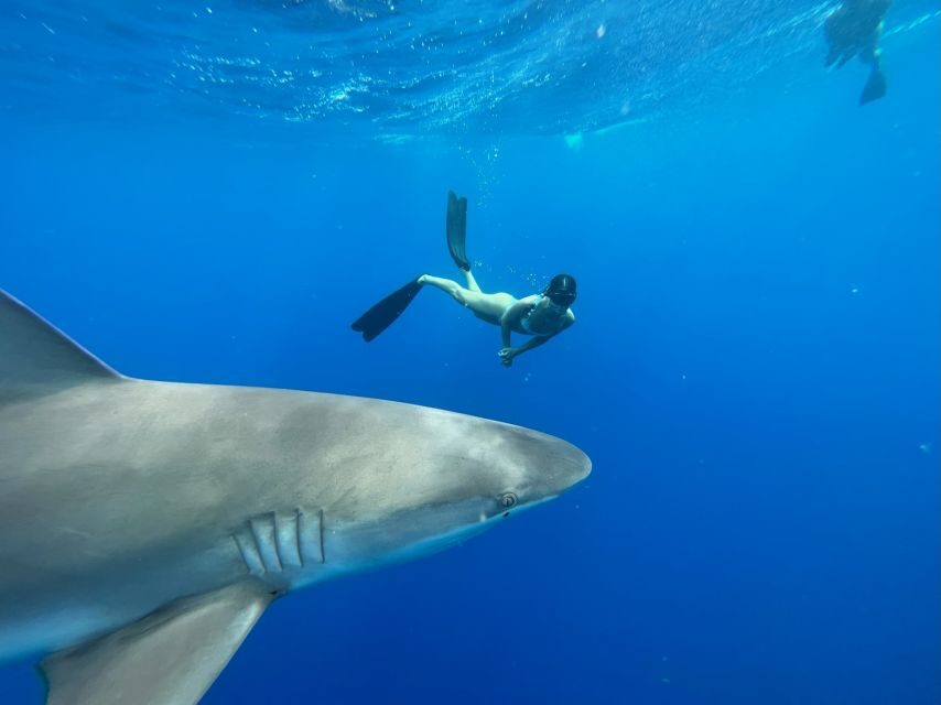 Oahu: North Shore Cageless Shark Snorkeling Tour - What to Expect on the Tour