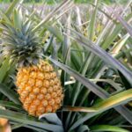 Oahu: North Shore Dole Pineapple Farm Tour - Who Will Appreciate This Tour?