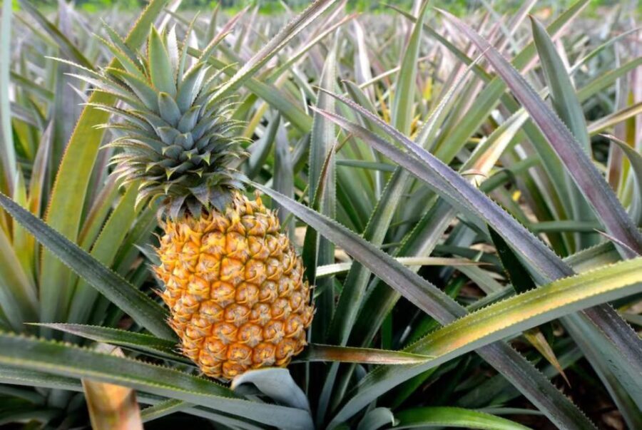 Oahu: North Shore Dole Pineapple Farm Tour - Who Will Appreciate This Tour?