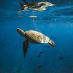Oahu: Private Catamaran Sunset Cruise & Optional Snorkeling - The Scenic Route & Wildlife Encounters