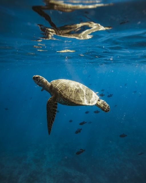 Oahu: Private Catamaran Sunset Cruise & Optional Snorkeling - The Scenic Route & Wildlife Encounters