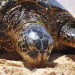 Oahu: Private Custom Island Tour - Authentic Experiences and Practical Details