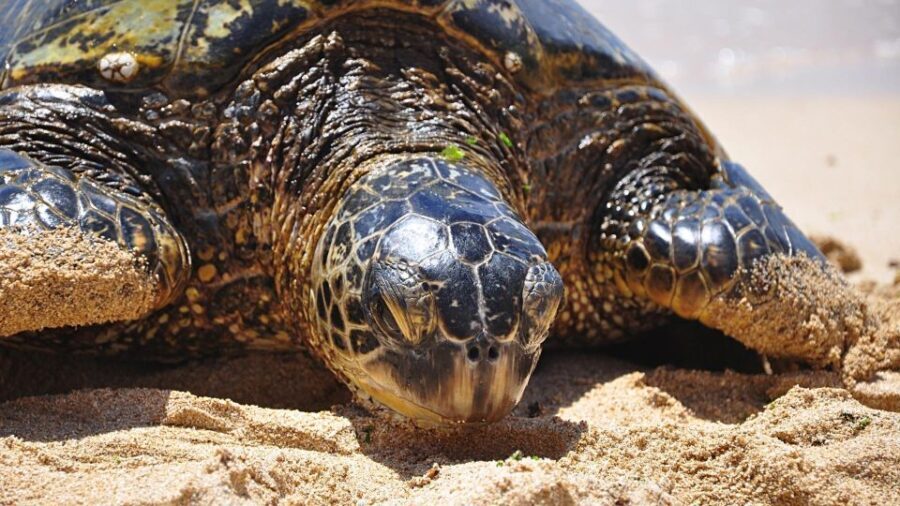 Oahu: Private Custom Island Tour - Authentic Experiences and Practical Details