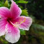 Oahu: Private Tour-North Shore feat. Waimea Falls - Waimea Valley: A Botanical Oasis and Waterfall Swim