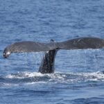 Oahu: Seasonal Whale Watch Cruise - The Complete Experience: What to Expect from the Whale Watch Cruise