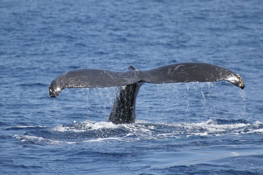 Oahu: Seasonal Whale Watch Cruise - The Complete Experience: What to Expect from the Whale Watch Cruise