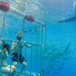 Oahu: Shark Cage Dive on the North Shore - The Authentic Marine Encounter: What We Really Think