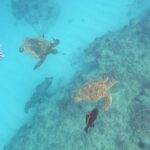 Oahu Snorkeling with Turtles, Water Scooter, Paddleboard - A Balanced Look at the Tour