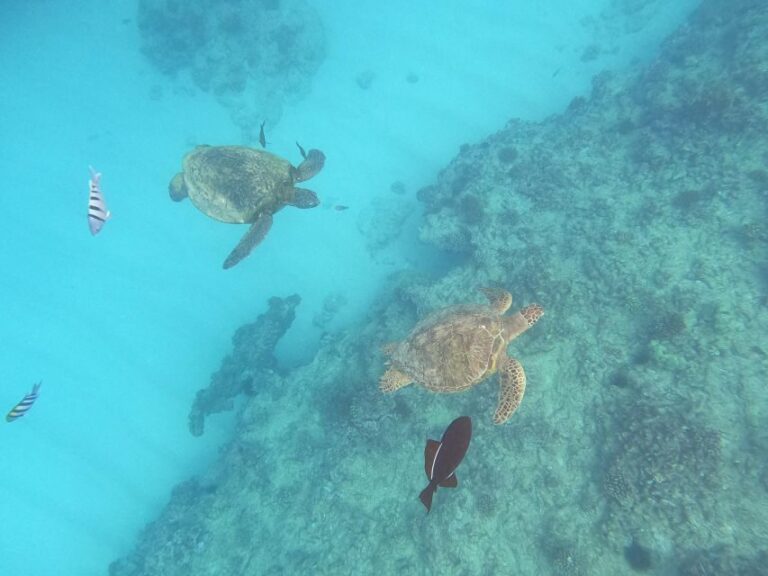 Oahu Snorkeling with Turtles, Water Scooter, Paddleboard - A Balanced Look at the Tour
