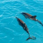 Oahu: Speedboat Snorkeling Adventure and Wild Dolphin Swim - Authentic Experiences from Travelers