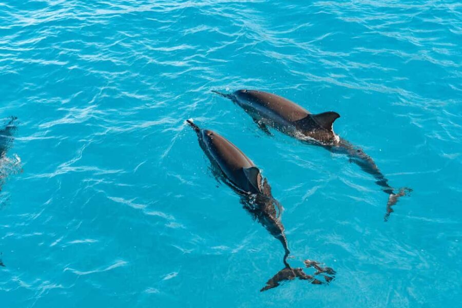 Oahu: Speedboat Snorkeling Adventure and Wild Dolphin Swim - Authentic Experiences from Travelers