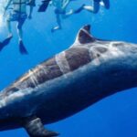 Oahu: Swim with Dolphins, Turtle Snorkel Tour and Waterslide - The Sum Up: Who Should Consider This Tour?