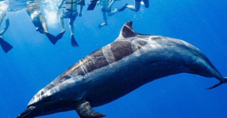 Oahu: Swim with Dolphins, Turtle Snorkel Tour and Waterslide - The Sum Up: Who Should Consider This Tour?