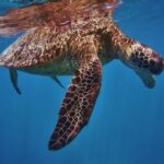 Oahu: Turtle Canyon Snorkeling Boat Tour - The Itinerary: What to Expect on Your Tour
