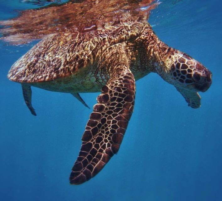 Oahu: Turtle Canyon Snorkeling Boat Tour - The Itinerary: What to Expect on Your Tour