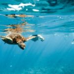 Oahu: Waikiki Turtle Snorkeling Adventure - Who Should Consider This Tour?
