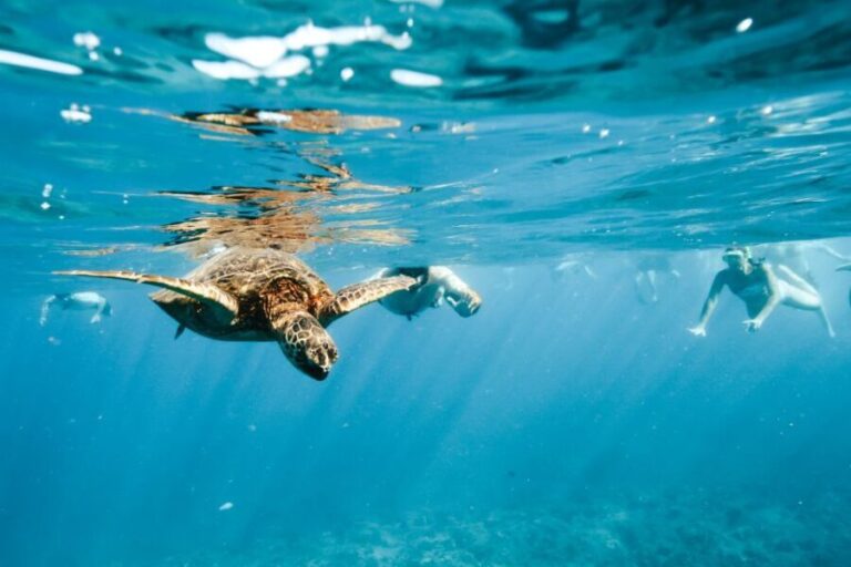 Oahu: Waikiki Turtle Snorkeling Adventure - Who Should Consider This Tour?