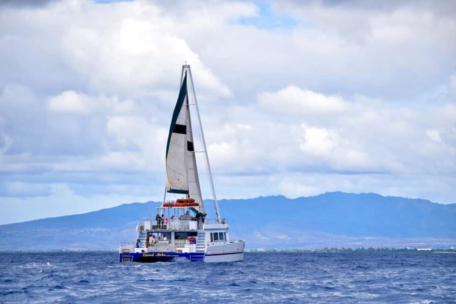 Oahu: Waikiki Whale Watching Cruise - What Makes This Tour Stand Out