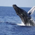 Oahu: Waikiki Whale Watching Tour-Donut and Coffee Included - The Experience: A Deep Dive into the Tour