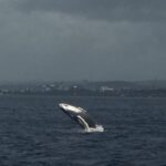 Oahu: Whale Sail Charter - Frequently Asked Questions