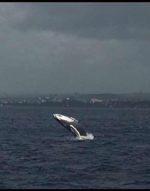 Oahu: Whale Sail Charter - Frequently Asked Questions