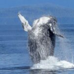 Oahu: Whale Watching Afternoon Sailing Cruise - Who Will Love This Tour?