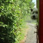 Oakfield Park Day Pass and Train Ride - The Sum Up: Why Oakfield Park Is a Worthwhile Stop