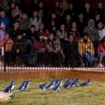 Oamaru: Penguins Evening Viewing Ticket - The Authenticity and Value of the Experience