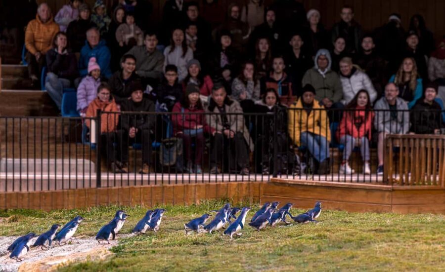 Oamaru: Penguins Evening Viewing Ticket - The Authenticity and Value of the Experience