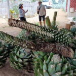 Oaxaca: Ancestral Mezcal Experience - Frequently Asked Questions